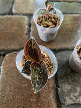 Load image into Gallery viewer, Anoectochilus Chapaensis Golden Jewel Orchid
