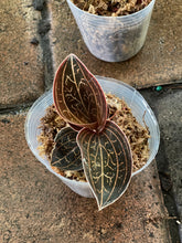 Load image into Gallery viewer, Anoectochilus Chapaensis Golden Jewel Orchid
