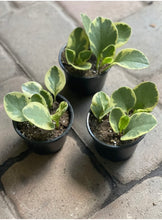 Load image into Gallery viewer, Variegated Peperomia Obtusifolia

