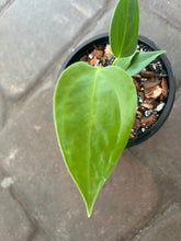 Load image into Gallery viewer, Anthurium Veitchii King Starter Plant

