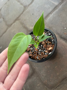Anthurium Veitchii King Starter Plant