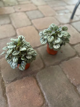 Load image into Gallery viewer, Peperomia little Tuscany
