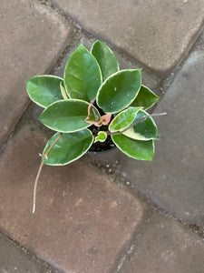 Hoya carnosa krimson queen