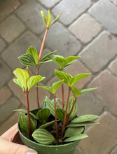 Load image into Gallery viewer, Peperomia puteolata
