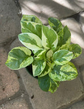 Load image into Gallery viewer, Pearls and Jade Pothos 4&quot;
