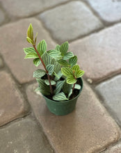 Load image into Gallery viewer, Peperomia puteolata
