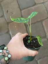 Load image into Gallery viewer, Alocasia Hilo Beauty
