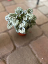 Load image into Gallery viewer, Peperomia little Tuscany
