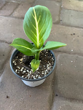 Load image into Gallery viewer, Dieffenbachia Sterling
